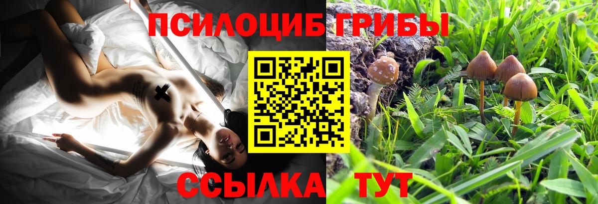 Псилоцибиновые грибы Cubensis Алексин